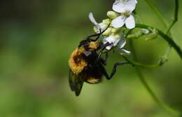 Image of bumblebee hoverfly