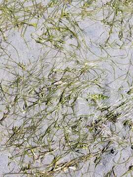 صورة Zostera japonica Asch. & Graebn.