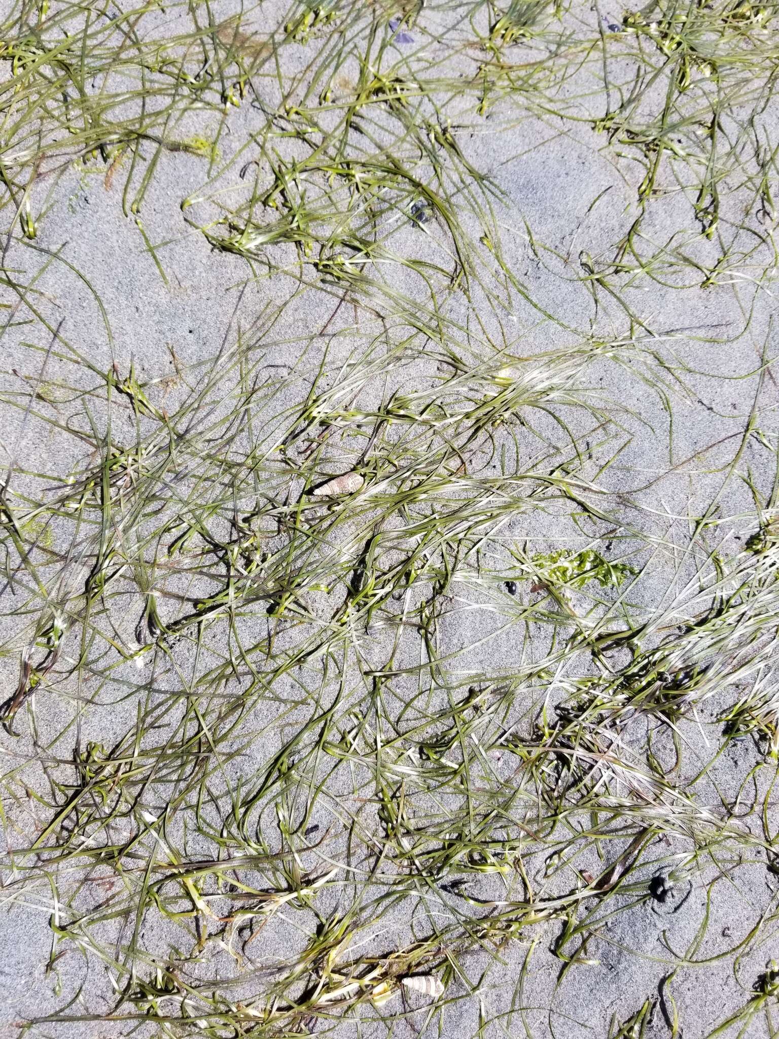 Zostera japonica Asch. & Graebn.的圖片