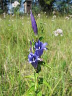 Image of Gentiana asclepiadea L.