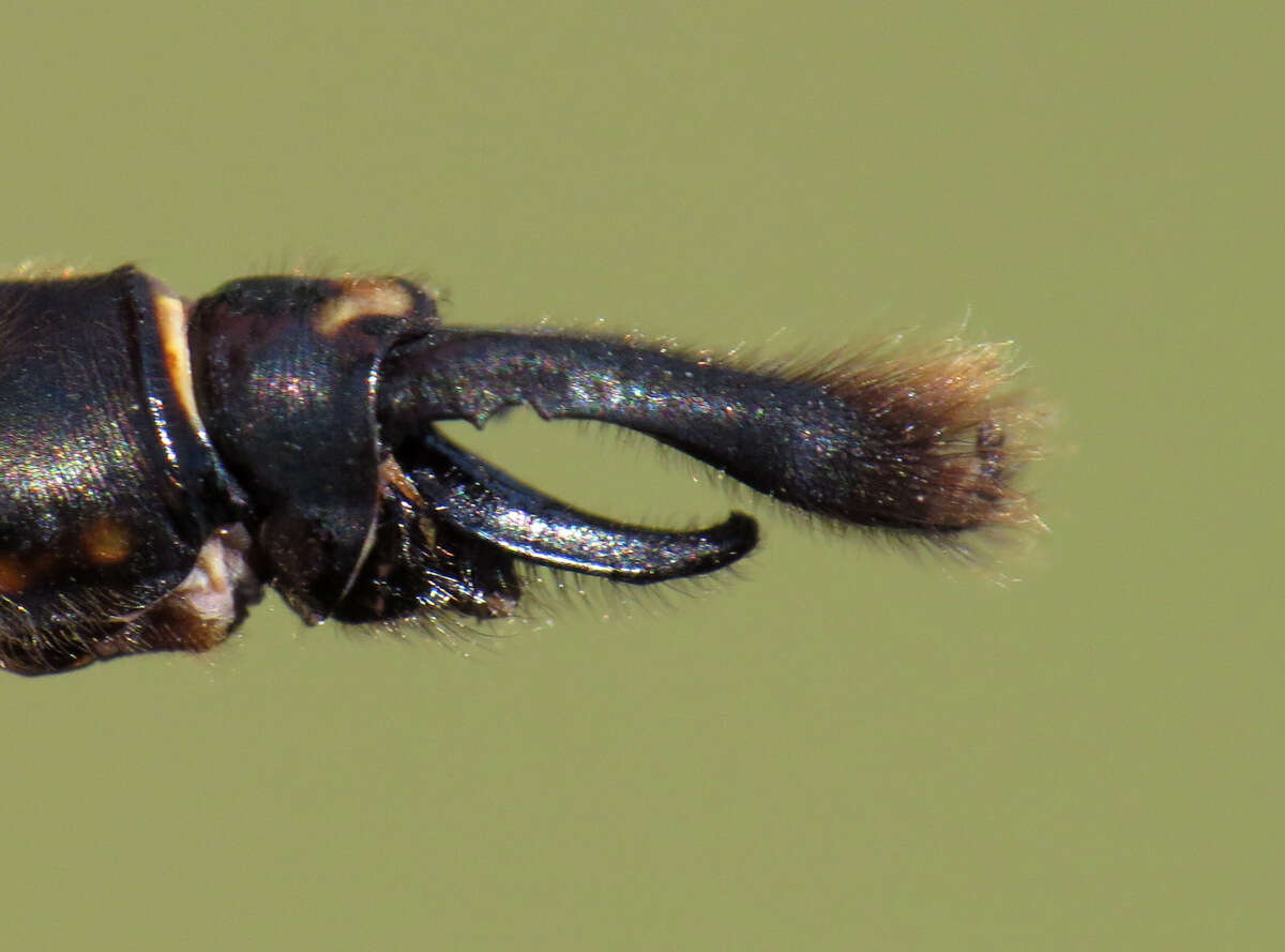 Image of Brush-tipped Emerald