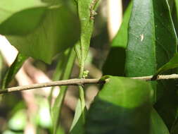 Image of Symplocos harroldii L. W. Jessup