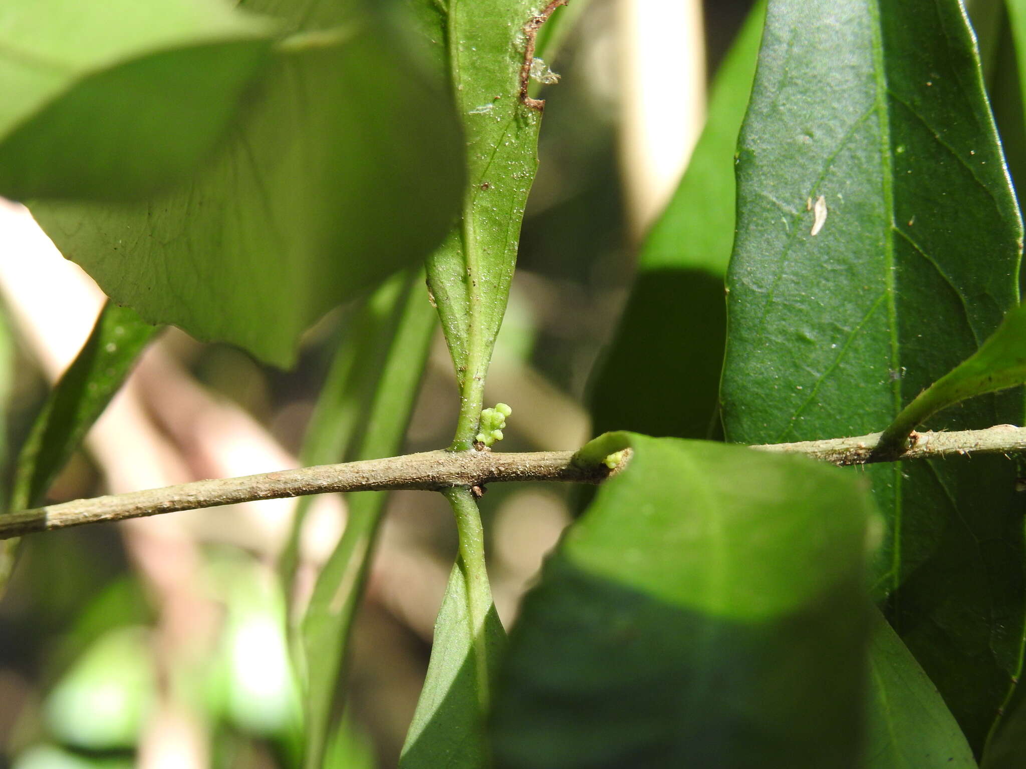 Image of Symplocos harroldii L. W. Jessup