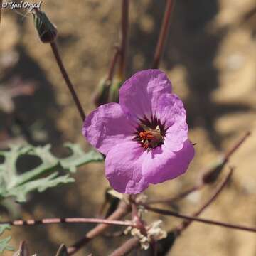 Imagem de Erodium crassifolium (Forsk.) L'Hér.