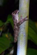 Image of Veragua Cross-banded Treefrog