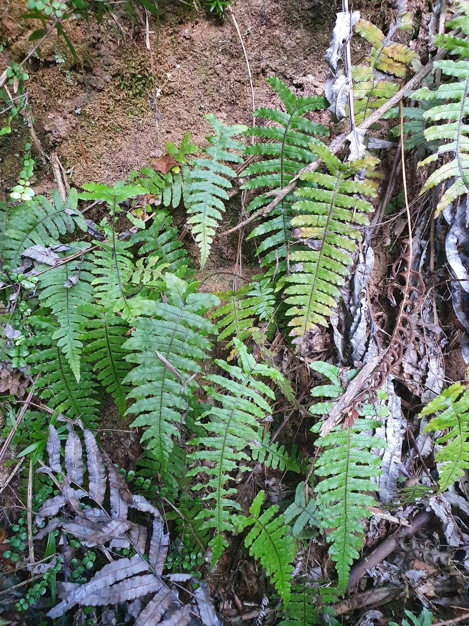 Image of Cranfillia deltoides