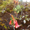 Image of Rhododendron versteegii J. J. Smith