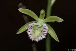 Image of Beyrich's hooded orchid