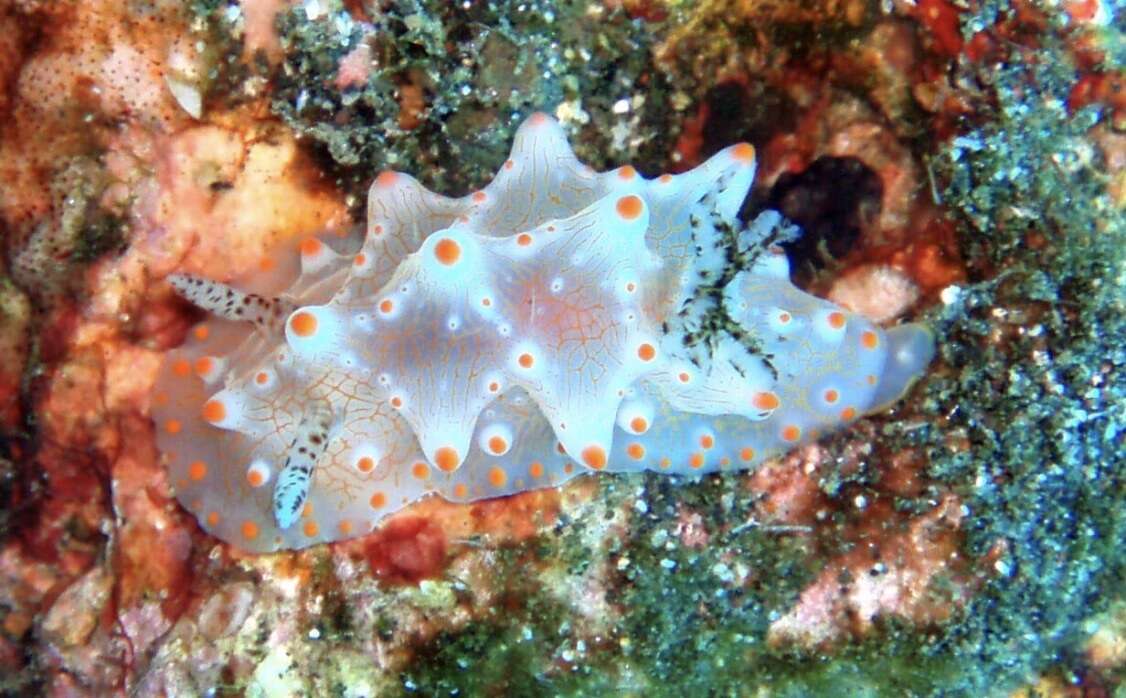 Image of Orange spot white lumpy slug