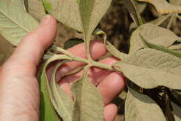 Image of Buddleja americana L.