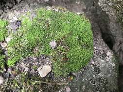 Image of tortula moss