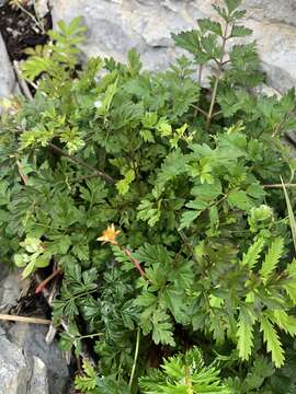 Image of eastern hemlockparsley