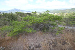 Image of Japanese Red Pine