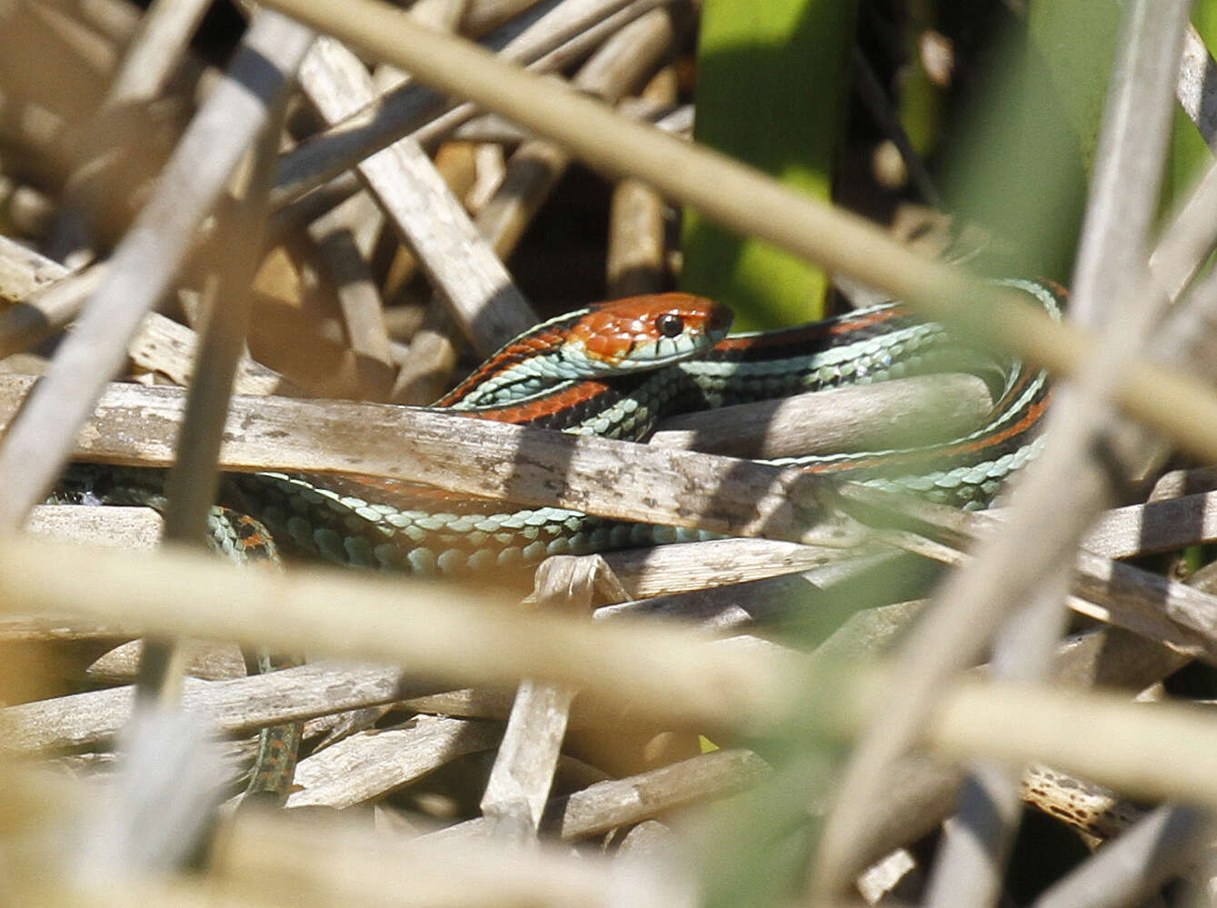 Image of San Francisco garter snake