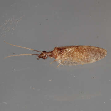 Image of Barber's brown lacewing