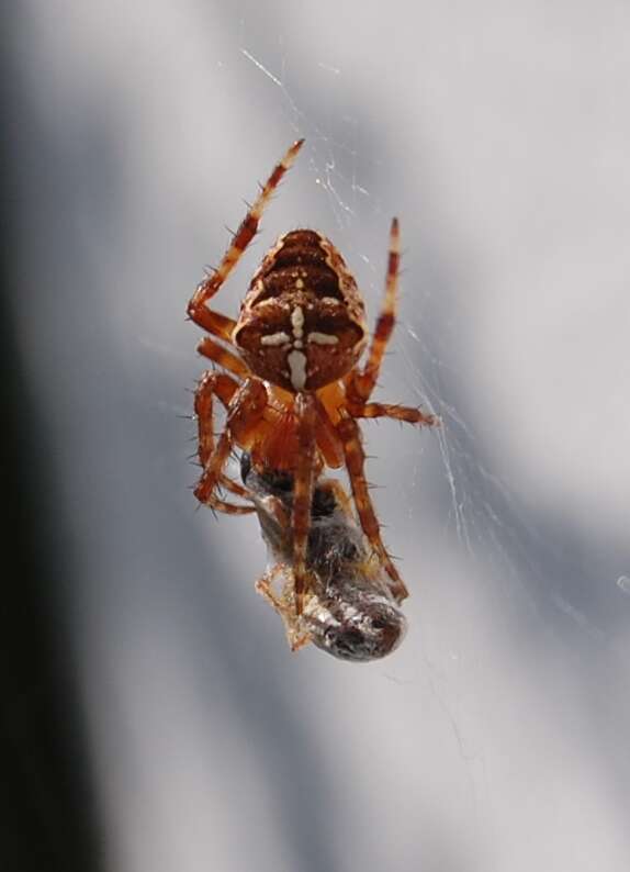 Image of Garden spider