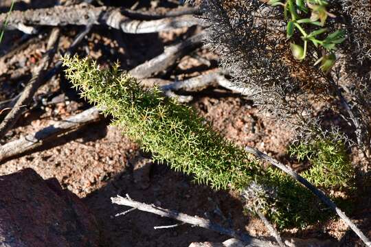 Image of Asparagus oliveri (Oberm.) Fellingham & N. L. Mey.