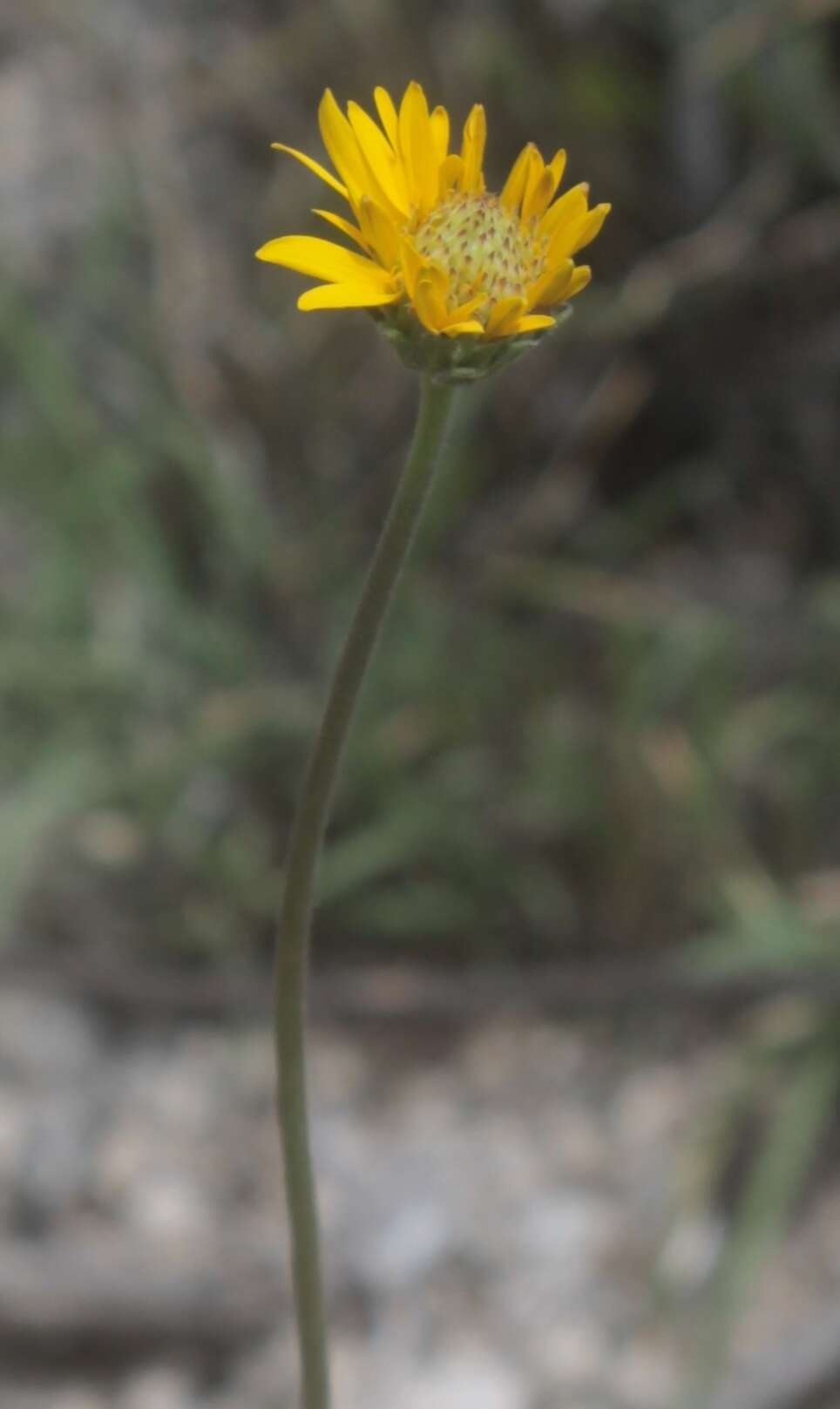 Image of Mexican gumweed