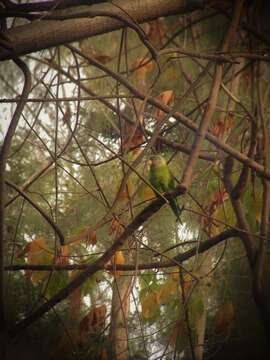 Image of Gray-cheeked Parakeet