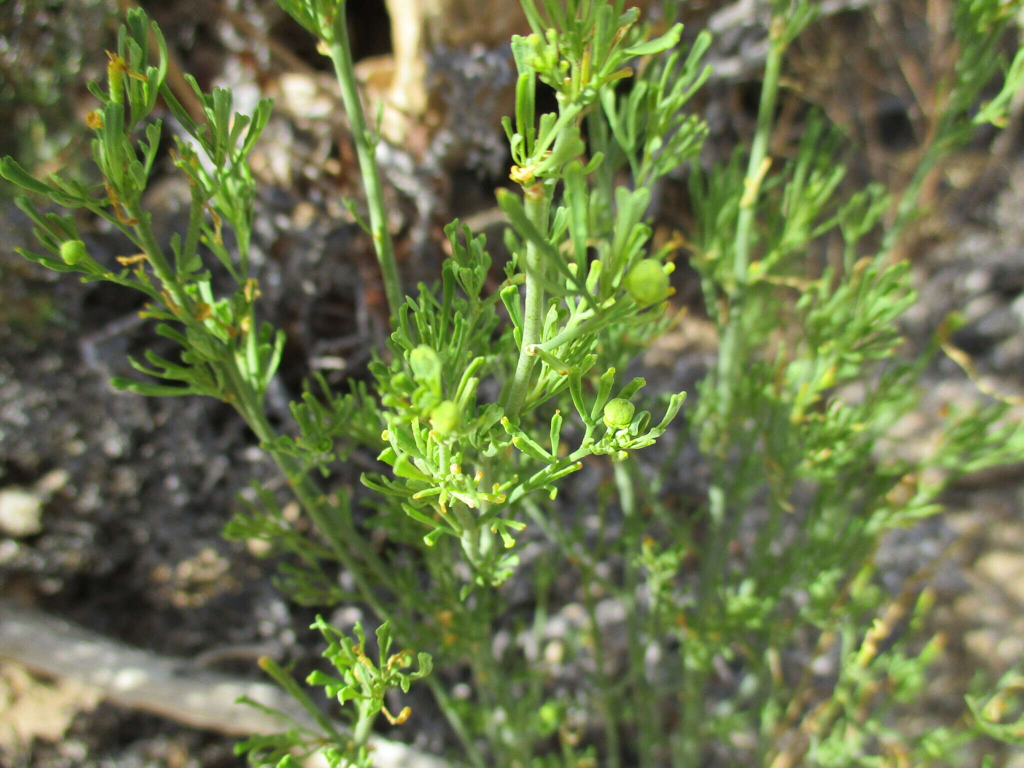 Image of Thamnosma africana Engl.