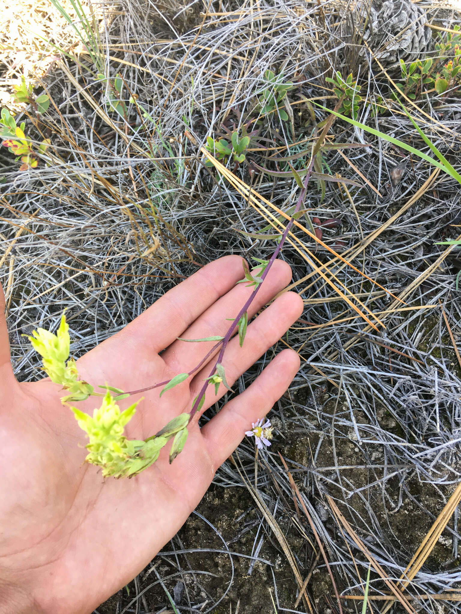 Image of stiff yellow Indian paintbrush