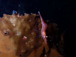 Image of stiletto coastal shrimp