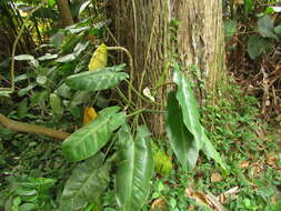 Image of Philodendron appendiculatum Nadruz & Mayo