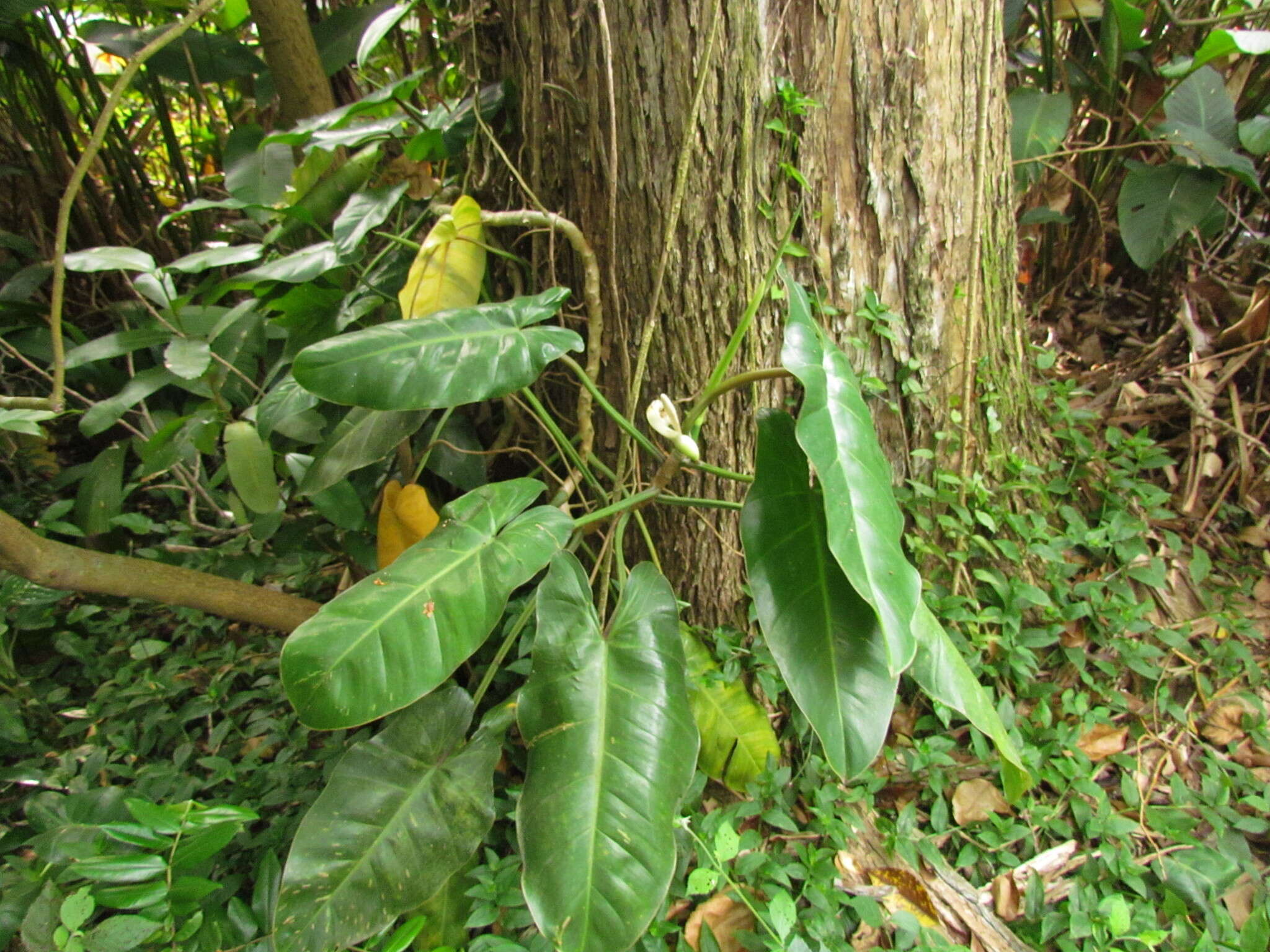 Image of Philodendron appendiculatum Nadruz & Mayo