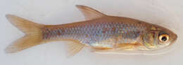 Image of Straightfin Barb