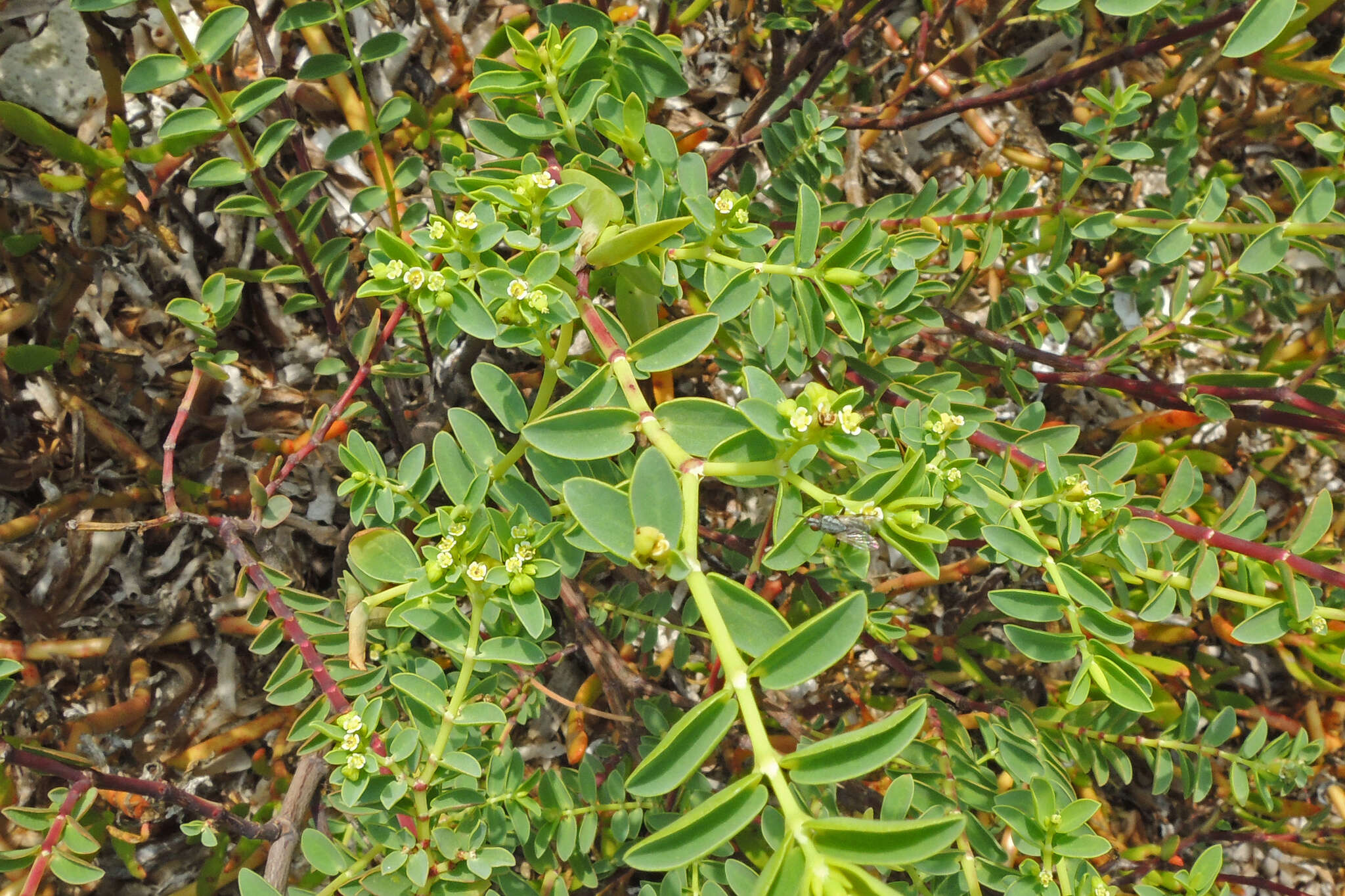 Sivun Euphorbia mesembryanthemifolia Jacq. kuva