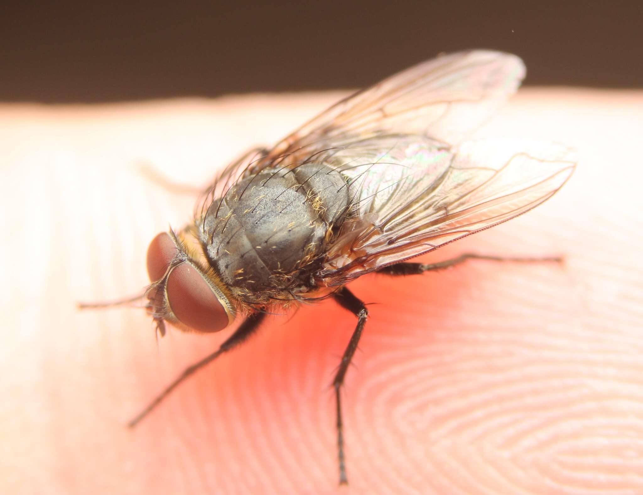 Image of Narrow-cheeked cluster fly