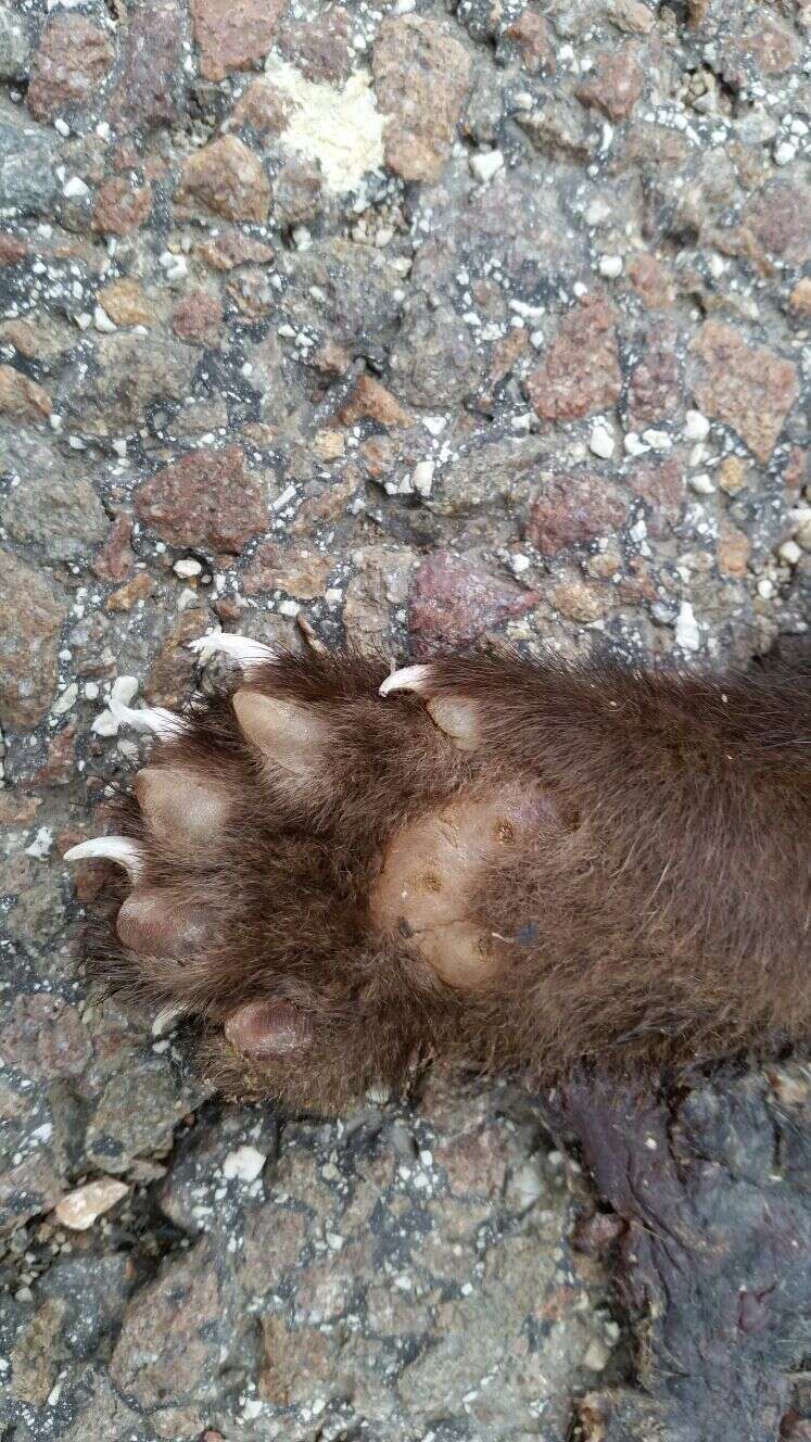 Image of Beech Marten