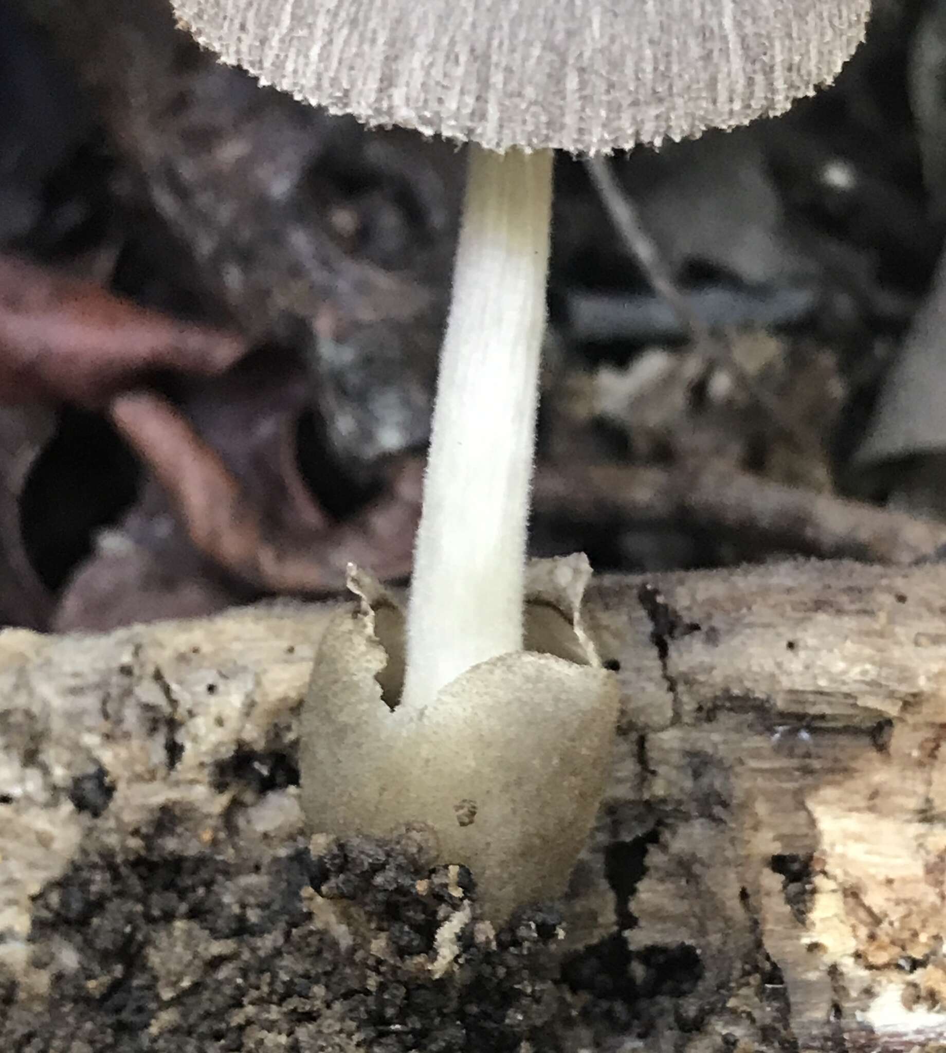 Image of Volvariella cubensis (Murrill) Shaffer 1957