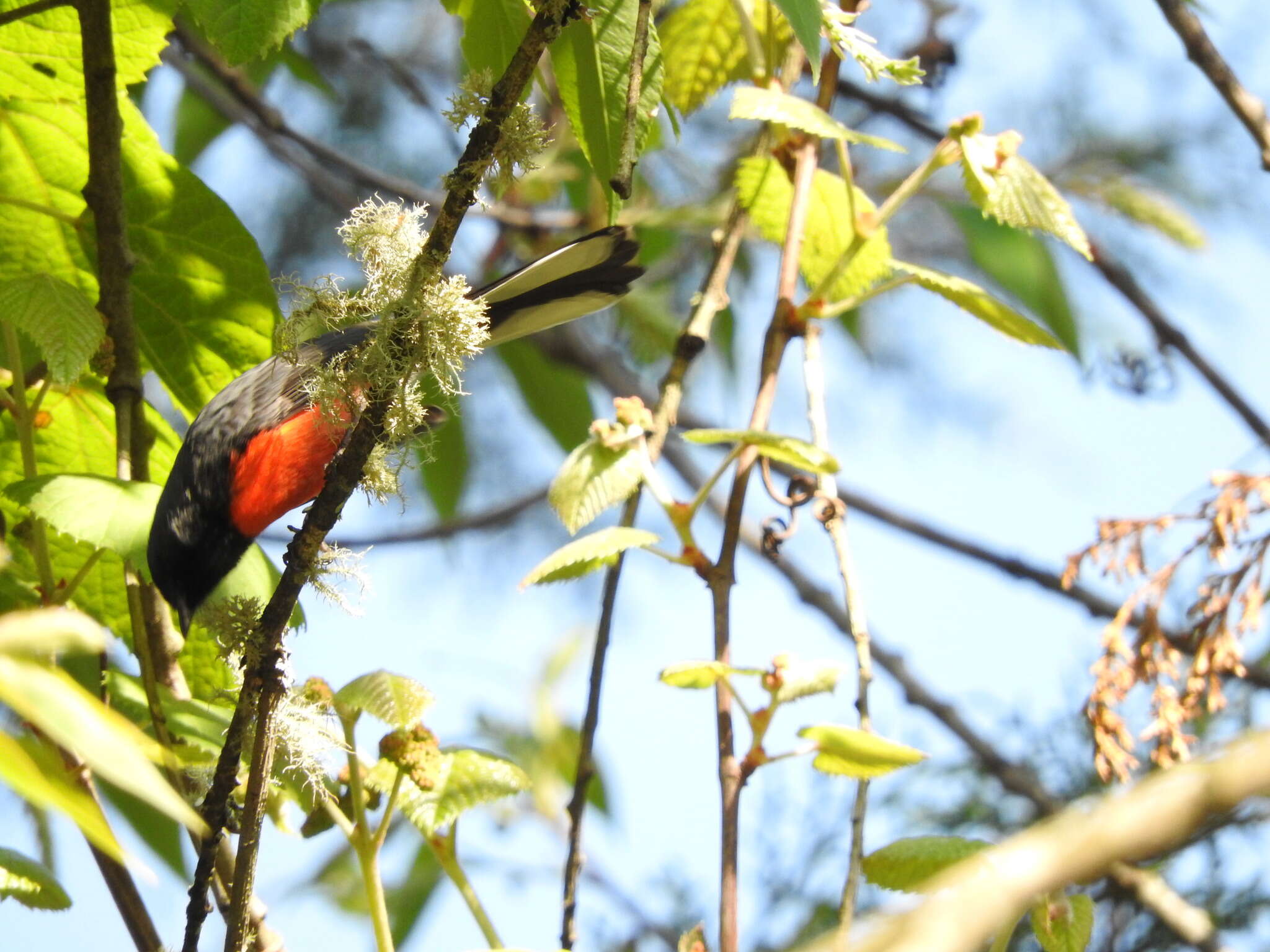 Myioborus miniatus (Swainson 1827) resmi