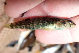 Image of Brighteye darter