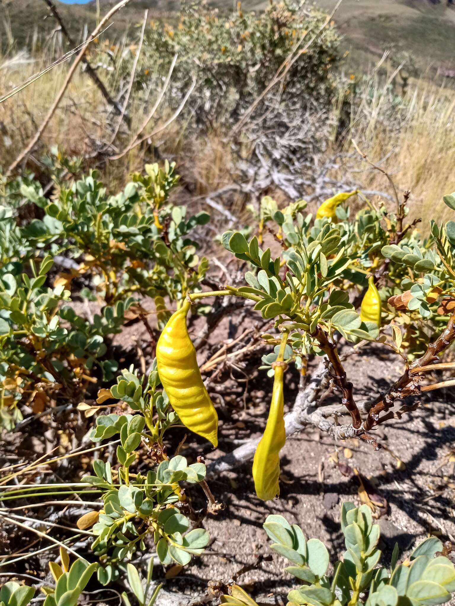 Image of Senna arnottiana (Hook.) H. S. Irwin & Barneby