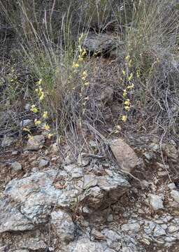 Image of Streptanthus glandulosus subsp. sonomensis (Kruckeberg) M. Mayer & D. W. Taylor