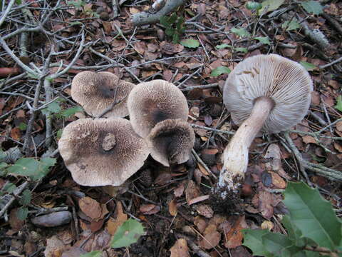 Imagem de Tricholoma atrosquamosum Sacc. 1887