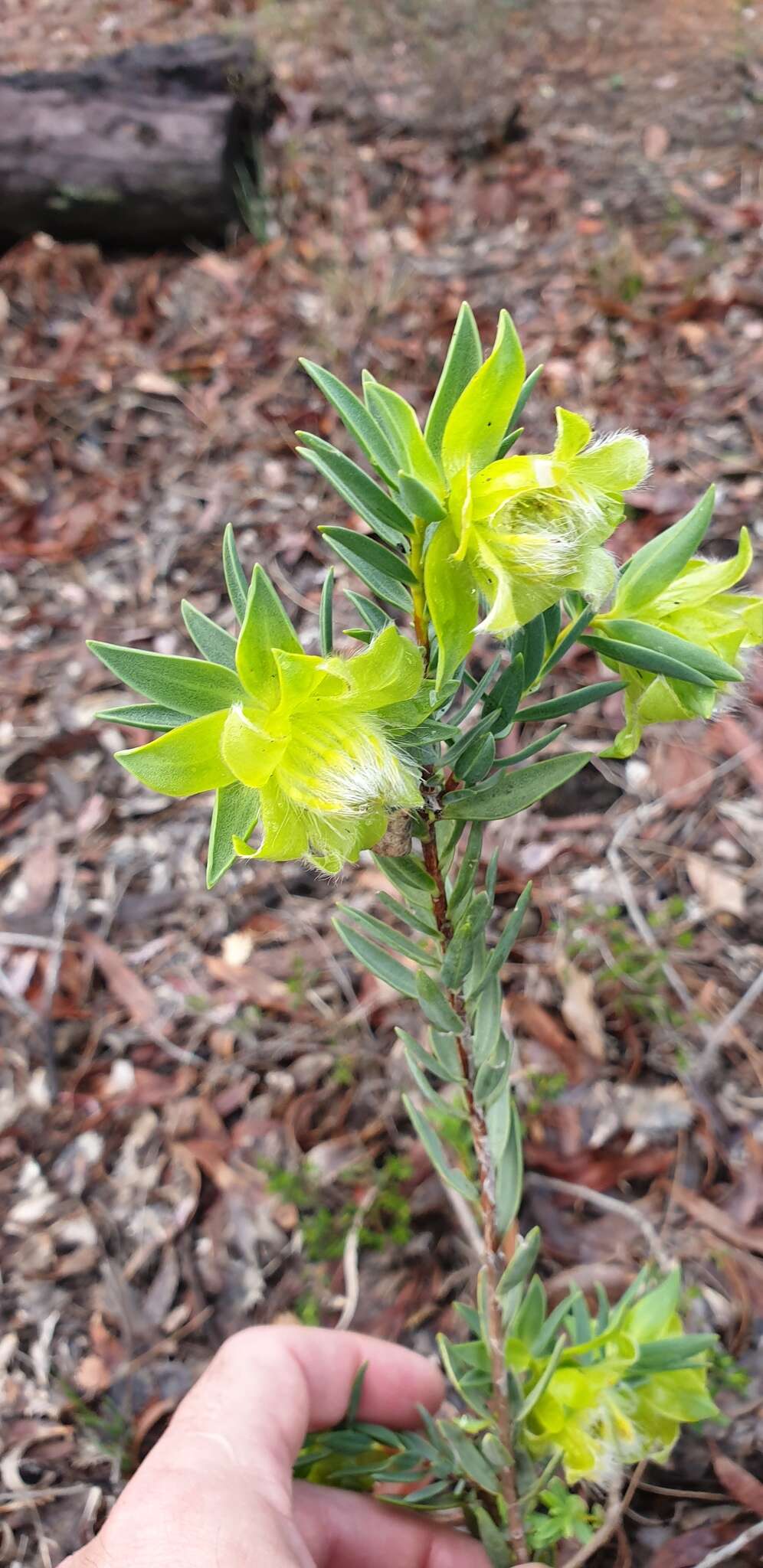 صورة Pimelea suaveolens Meissn.