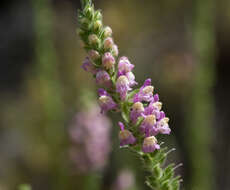 Sivun Antirrhinum thompsonii D. J. Keil kuva