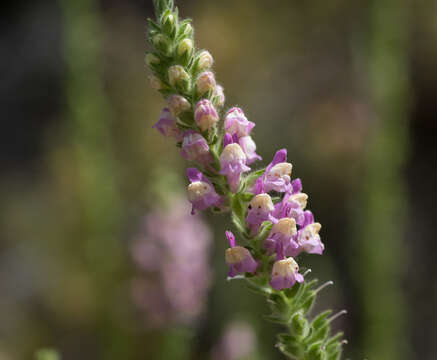 Sivun Antirrhinum thompsonii D. J. Keil kuva