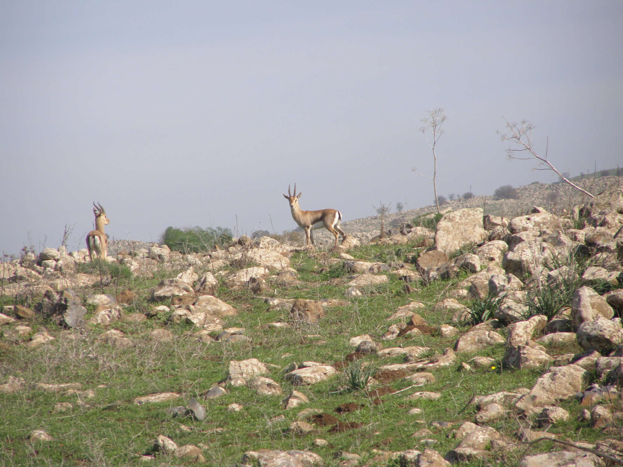 Image of Mountain Gazelle