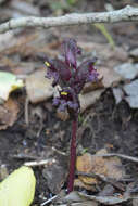 Imagem de Orobanche gamosepala Reuter