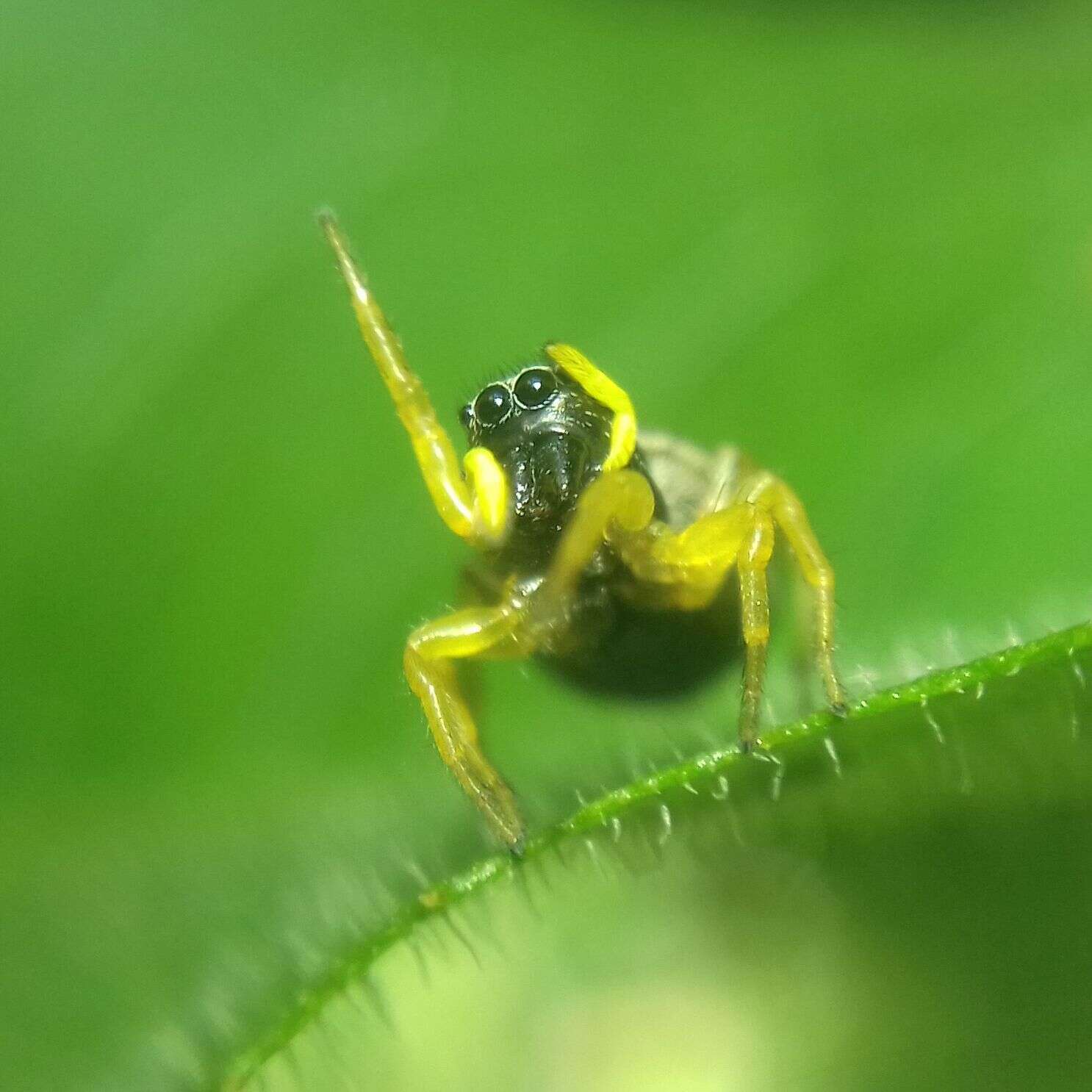 Image of Heliophanus flavipes (Hahn 1832)