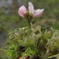 Image of Utricularia raynalii P. Taylor