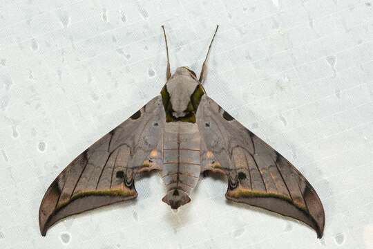 Image of Ambulyx sericeipennis joiceyi (Clark 1923)