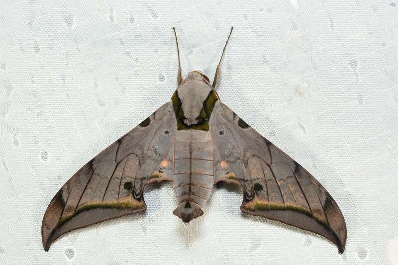 Image de Ambulyx sericeipennis joiceyi (Clark 1923)