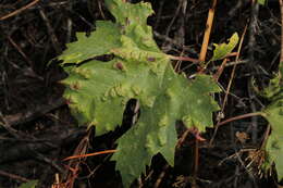 Image of Colomerus vitis (Pagenstecher 1857)