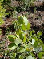 Image of Arctostaphylos glandulosa subsp. cushingiana (Eastw.) J. E. Keeley, M. C. Vasey & V. T. Parker
