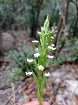 Image of Aulosepalum hemichrea (Lindl.) Garay